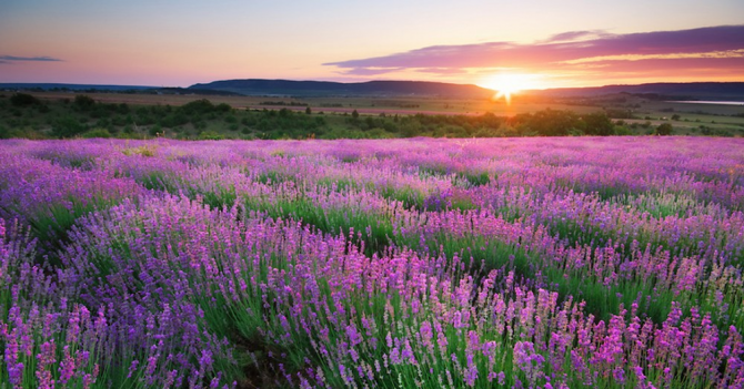 Вице-президент Takasago: «Будущее за устойчивым развитием»