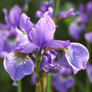 Jacques Fath представили L'Iris de Fath в формате парфюмерной воды