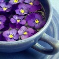 Фиалковый чай