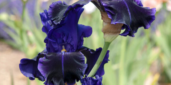 Ирис, жасмин, иланг-иланг: Chopard представили Iris Malika