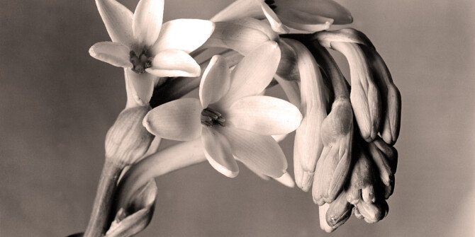 Fakoshima представили белоцветочный аромат — Crème de la Crème