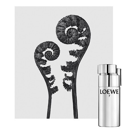 Loewe 7 Plata Aromo