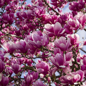 Магнолия - цветок эпохи динозавров