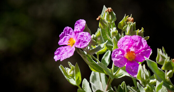 Получение ладанника. Технология производства
