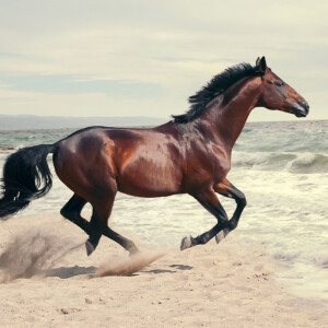 Masque Milano назвали новый аромат Ribot в честь знаменитой скаковой лошади