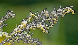 Артемизия vs Давана. И при чем здесь абсент, вермут и тархун