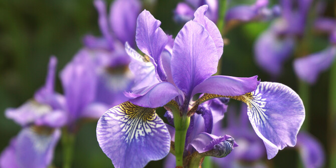 Jacques Fath представили L'Iris de Fath в формате парфюмерной воды