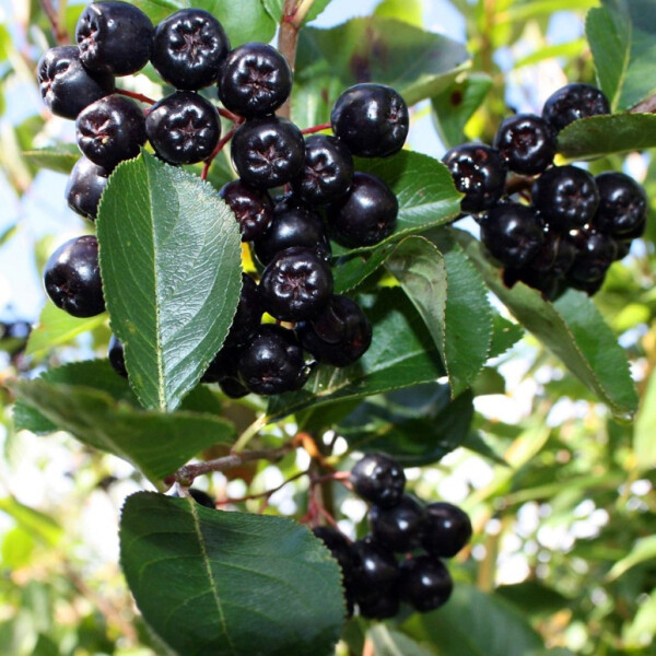 Ноты в ароматах