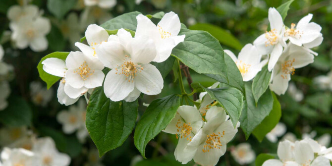 Жасмин и чубушник: Savour выпустили Mock Orange