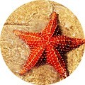 Морская звезда