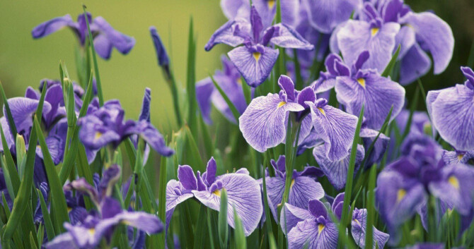 У вас пудра рассыпалась: шесть ирисов одного редактора