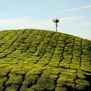 Brume Matcha — новый аромат от Marie Jeanne с нотами матчи, герани и кедра