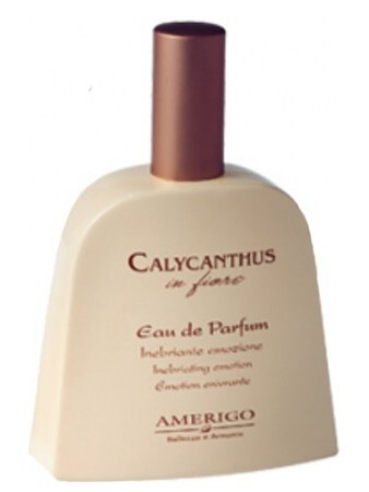 Amerigo Calycanthus In Fiore