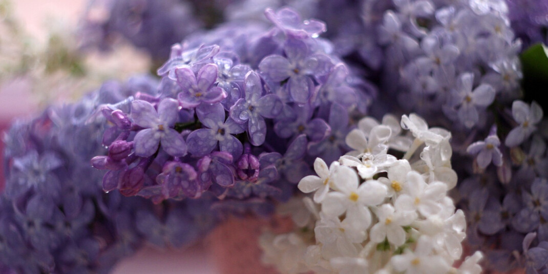 Сирень под дождем — в новом A Drop d&#039;Issey Fraiche Issey Miyake