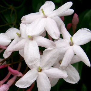 Жасминовые грезы