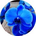 Голубая орхидея