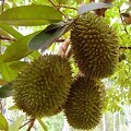 Дуриан