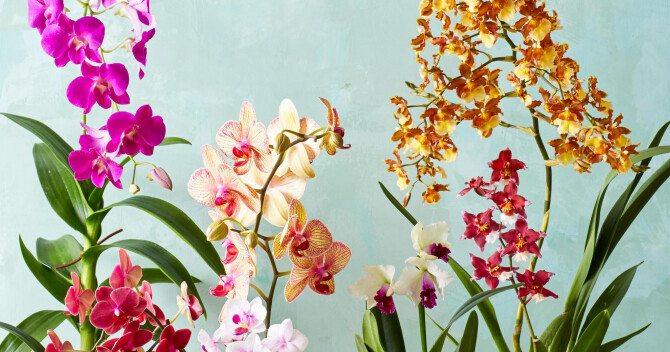 Интервью с парфюмером Элен Кови (Ellen Covey) из Olympic Orchids