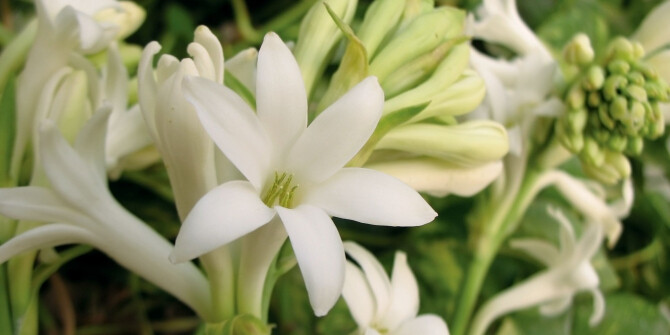 6 ароматов с туберозой — роскошных и на каждый день