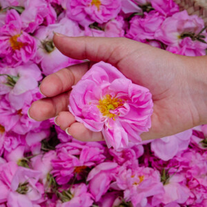 Анжелина Лепорини составила новый аромат Ta'if для лондонского нишевого бренда Gallivant