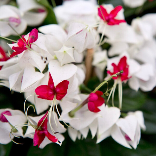 Ноты в ароматах