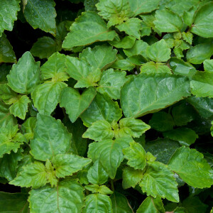 Ånd Fragrances показали древесно-фруктовый аромат Påtch