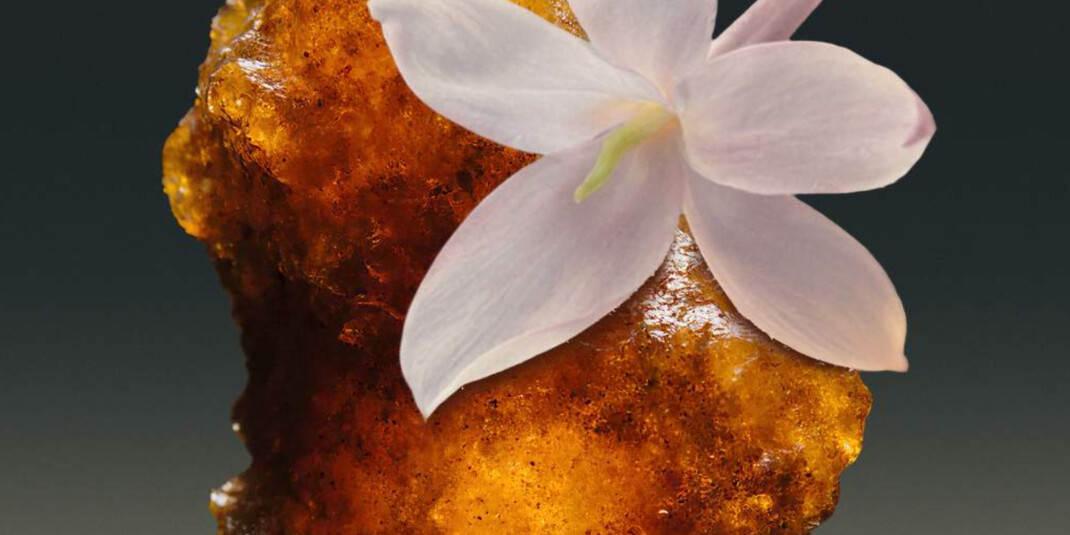 Соня Констан создала аромат Myrrh K в рамках собственной марки Ella K