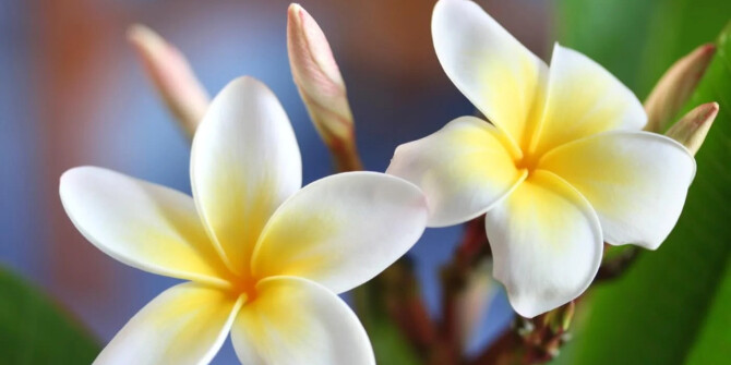 Доза солнца: Juliette Has A Gun выпустили Lust For Sun