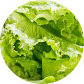 Салат латук