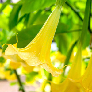 Бругмансия – колдовской цветок