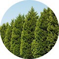 Кипарис