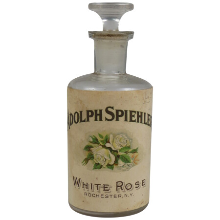 Adolph Spiehler White Rose