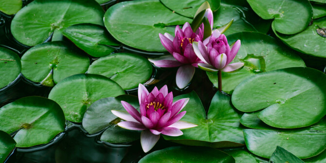 Mauna — новый аромат в коллекции Talismans от Mendittorosa