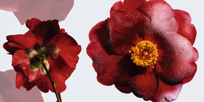 Бренд Сони Констан Ella K Parfums показал Camélia K