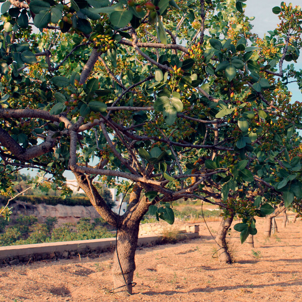 Ноты в ароматах