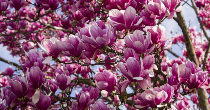 Магнолия - цветок эпохи динозавров