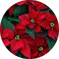 Пуансеттия (молочай)