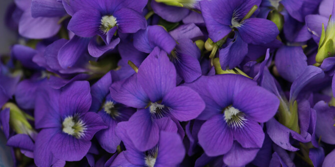 Цветы, пудра, дождь в лесу: 6 ароматов с такой разной фиалкой