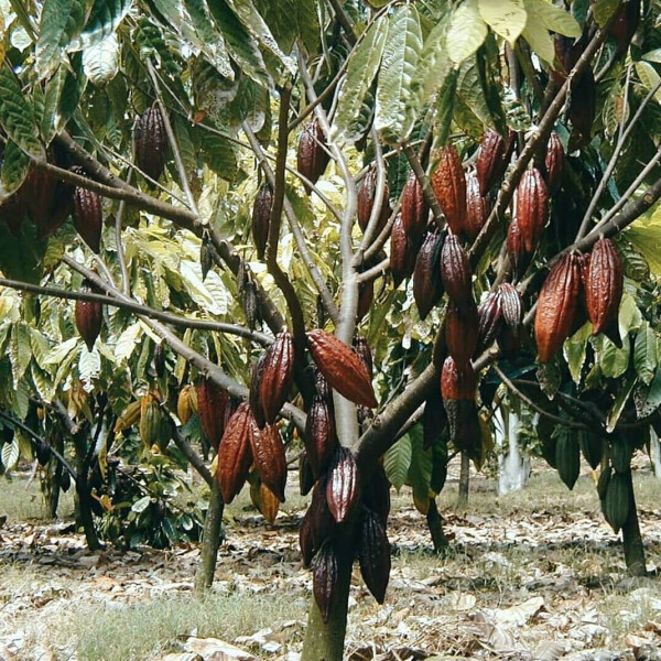 Ноты в ароматах