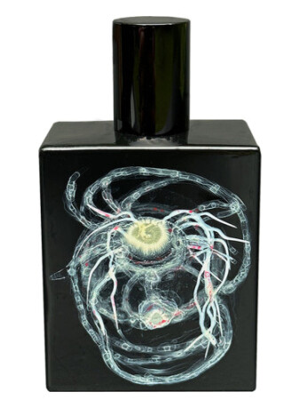 Space Fluid High to Lotus