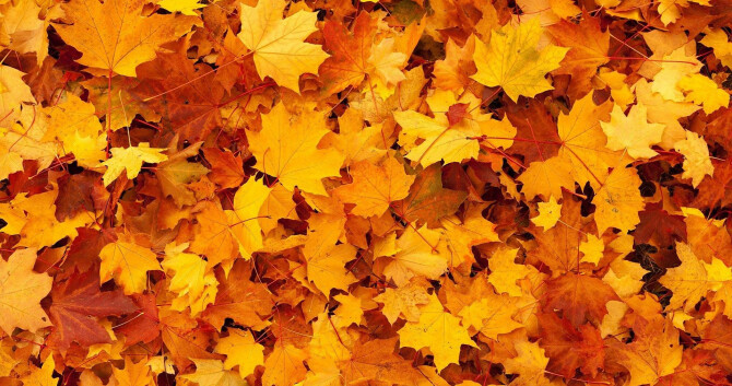 Лучшие осенние ароматы по версии нашего эксперта Марьяны Рыжаускас