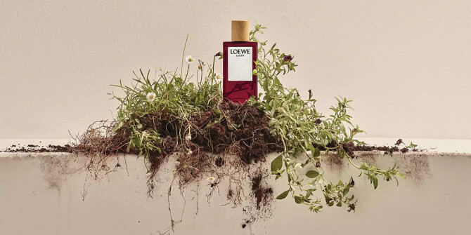 Новое за неделю: чайные композиции, зелень и растения-эндемики