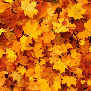 Лучшие осенние ароматы по версии нашего эксперта Марьяны Рыжаускас