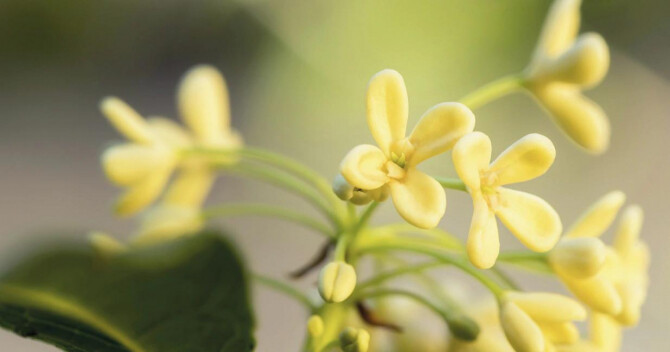 Интересное из мира ароматов