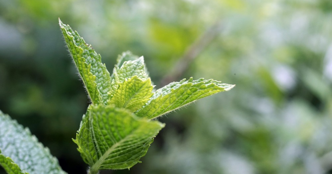 Вдохнуть, растереть, вдохнуть: 6 ароматов с мятой