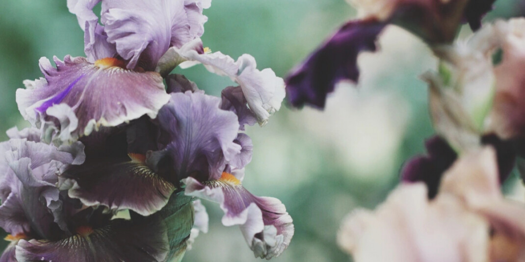 L&#039;Artisan Parfumeur посвятили Iris de Gris цветущему ирису