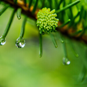 Givaudan представляет Geogaia, имитирующий запах петрикора