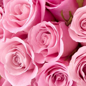 Урбанистическая роза — в новом аромате Atelier Materi