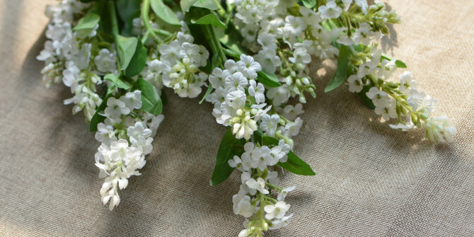 Два сорта лаванды: L`Occitane en Provence анонсировали аромат Lavande Blanche