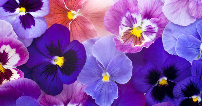 Jeune et Frivole Paul Emilien: Юная и свободная